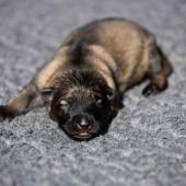 La femelle