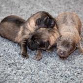 Les femelles