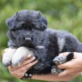 Femelle noire et argentée collier jaune
