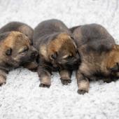 Les mâles