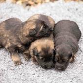 De gauche à droite : les deux femelles fauves charbonnées et la femelle noire et argenté