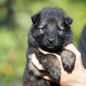 Mâle fauve charbonné collier rouge