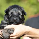 Mâle gris argenté charbonné collier bleu clair