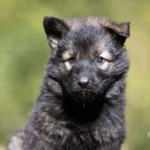 Femelle fauve charbonnée collier violet