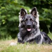 PF3C3544
