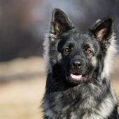 PF3C8768