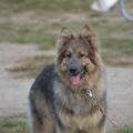 Blazy