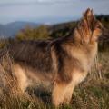 Chiens ballon-18