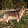 Chiens ballon-19