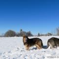 Chiots Milla-29