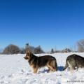 Chiots Milla-30