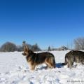 Chiots Milla-31
