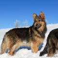 Chiots Milla-48