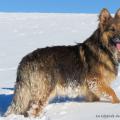 Chiots Milla-61