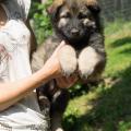 Chiots Manga 7 semaines et 2 jours (14 sur 29)