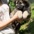 Chiots Manga 7 semaines et 2 jours (15 sur 29)