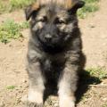 Chiots Manga 7 semaines et 2 jours (16 sur 29)