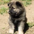 Chiots Manga 7 semaines et 2 jours (17 sur 29)