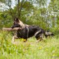 chiots emine-2