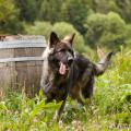 chiots emine-3