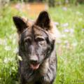 chiots emine-5