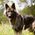 chiots emine-6