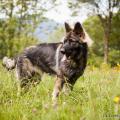 chiots emine-8