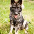 chiots emine-9