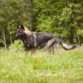 chiots emine