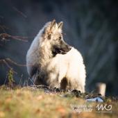 WG Photographies 2016-6