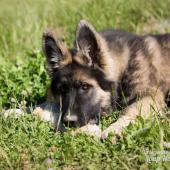 WG Photographies-11