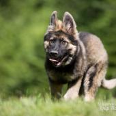 WG Photographies-15