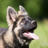 WG Photographies-19