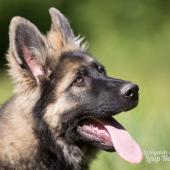 WG Photographies-22