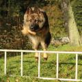 saut