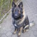 innouk-nos-chiens-galertie