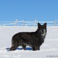 Chiots Milla-93