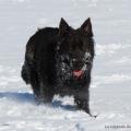 Chiots Milla-94
