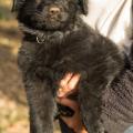 Chiots Edele 7 semaines-27