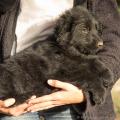Chiots Edele 7 semaines-28