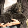 Chiots Edele 7 semaines-29