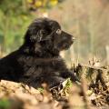 Chiots Edele 7 semaines-30