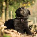 Chiots Edele 7 semaines-31