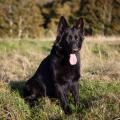 Chiens ballon-10