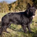 Chiens ballon-11