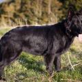 Chiens ballon-12