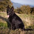 Chiens ballon-13