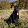 Chiens ballon-9