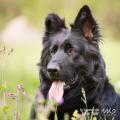 WG Photographies 2017-6