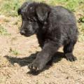 chiot-yanka-7eme-semaine-3